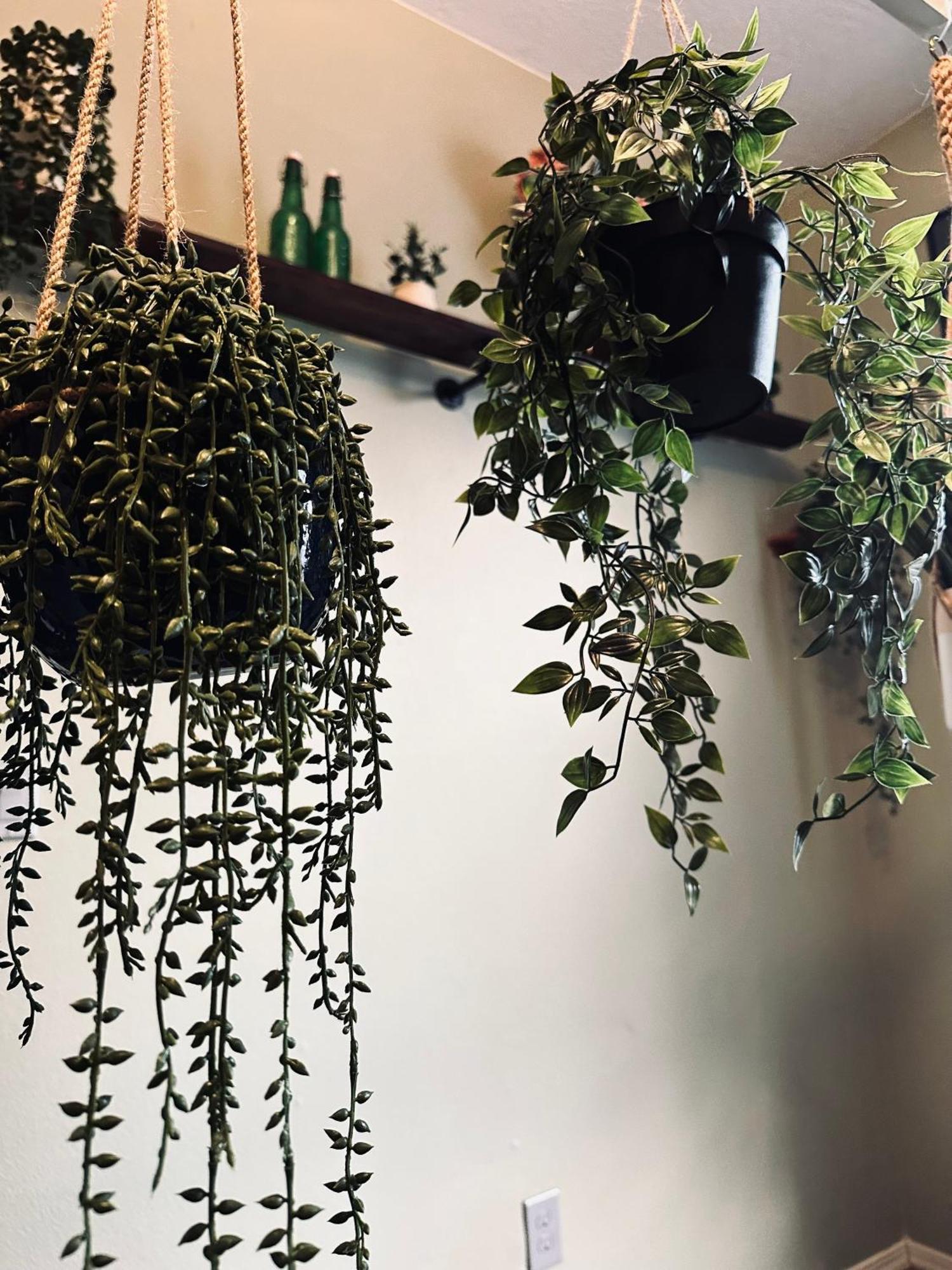 Mr. Mcgregor'S Garden Διαμέρισμα Σάλεμ Εξωτερικό φωτογραφία